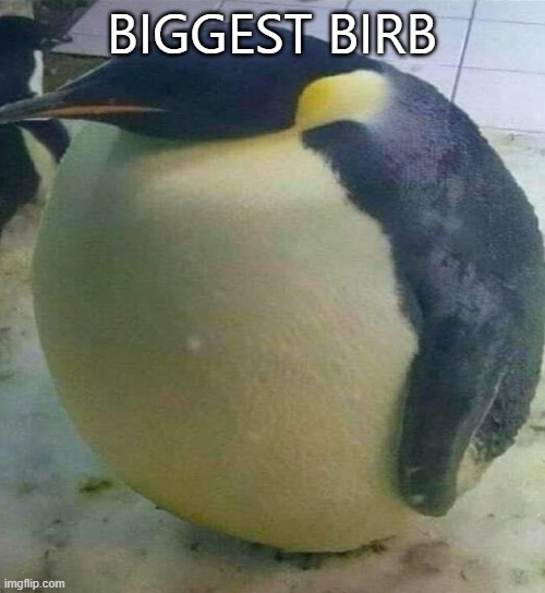 I'm Da Biggest Bird | BIGGEST BIRB | image tagged in i'm da biggest bird | made w/ Imgflip meme maker