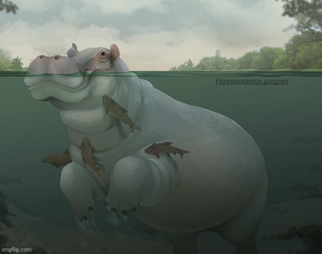 Hippopotamus Gorgops (Art by amberghiniiii) | made w/ Imgflip meme maker