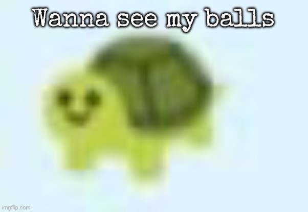 low quality turtle | Wanna see my balls | image tagged in low quality turtle,msmg | made w/ Imgflip meme maker