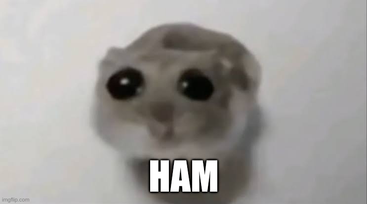 Shiptost | HAM | image tagged in sad hamster | made w/ Imgflip meme maker