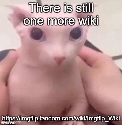 Just keep the user's ages off of it and maybe Fandom wont mind | There is still one more wiki; https://imgflip.fandom.com/wiki/Imgflip_Wiki | image tagged in bingus | made w/ Imgflip meme maker