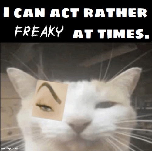 It's a patch. I lost that eye in my third life. | image tagged in vince vance,cats,freaky,funny cat memes,meow,i love cats | made w/ Imgflip meme maker