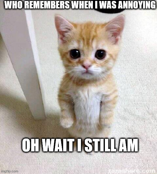 Upvote to kill the cat | WHO REMEMBERS WHEN I WAS ANNOYING; OH WAIT I STILL AM | image tagged in memes,cute cat | made w/ Imgflip meme maker