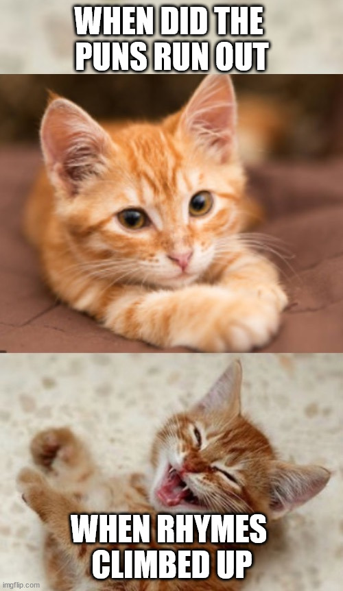 i'm amused to think of the fury if this were posted in ms_mener_group | WHEN DID THE 
PUNS RUN OUT; WHEN RHYMES 
CLIMBED UP | image tagged in riddle cat | made w/ Imgflip meme maker