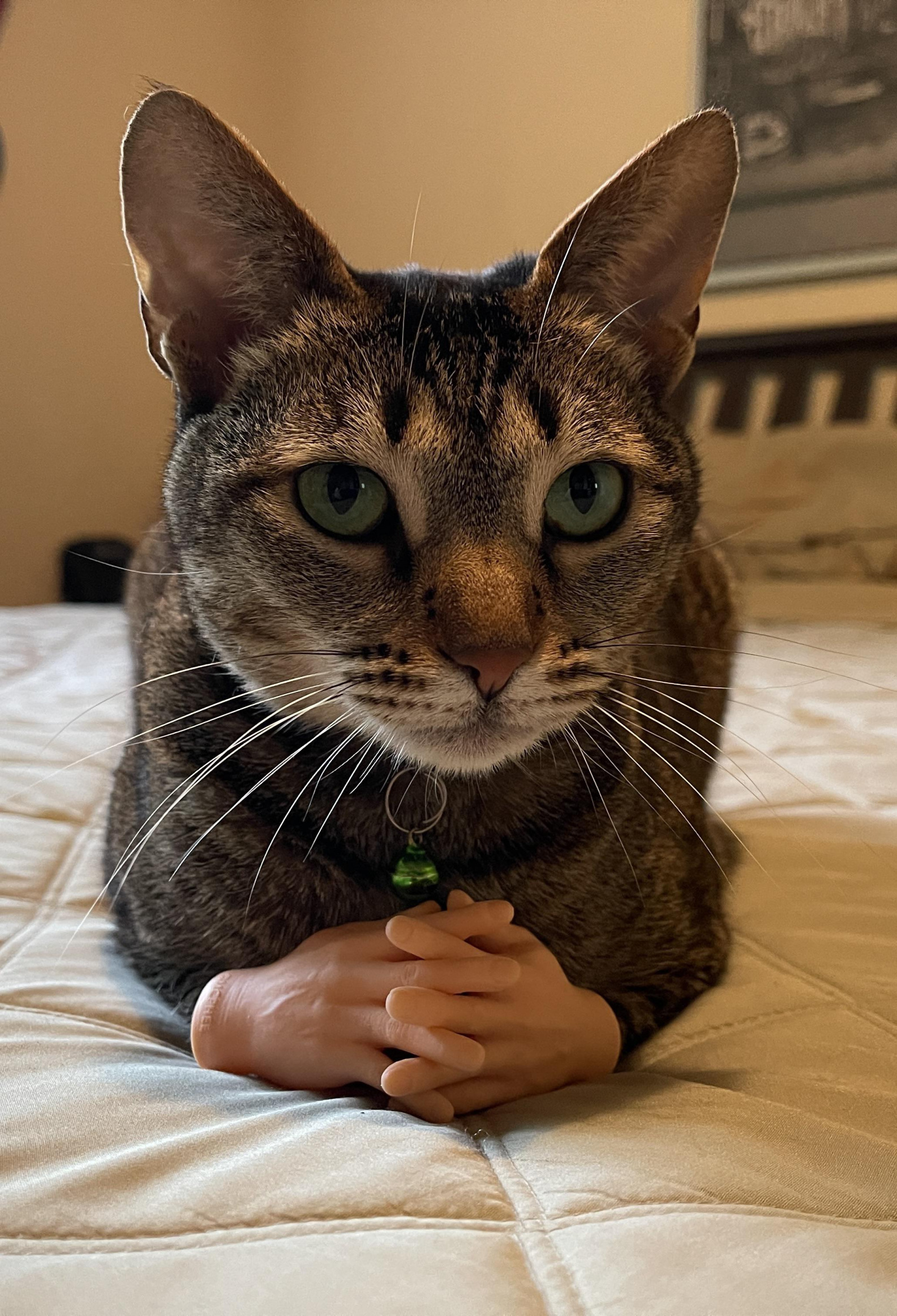 Cat hands thoughtful Blank Meme Template