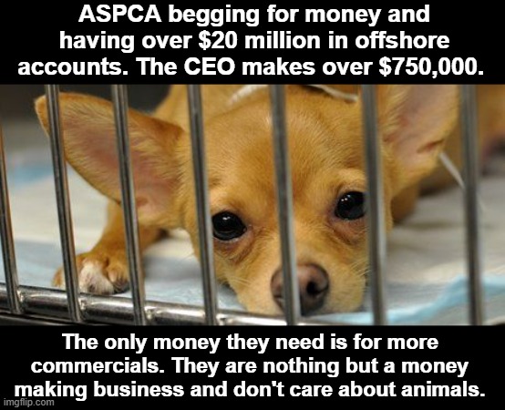 So sick and Tired of seeing PHONY ASCPA commercials | ASPCA begging for money and having over $20 million in offshore accounts. The CEO makes over $750,000. The only money they need is for more commercials. They are nothing but a money making business and don't care about animals. | image tagged in ascpa | made w/ Imgflip meme maker