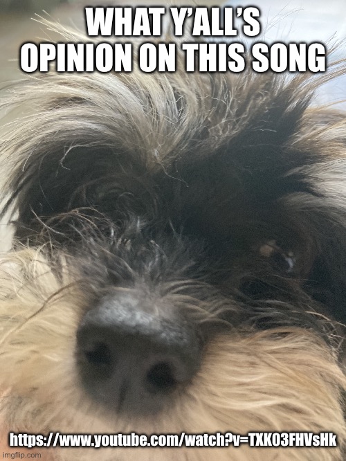My dumbass dog | WHAT Y’ALL’S OPINION ON THIS SONG; https://www.youtube.com/watch?v=TXK03FHVsHk | image tagged in my dumbass dog | made w/ Imgflip meme maker