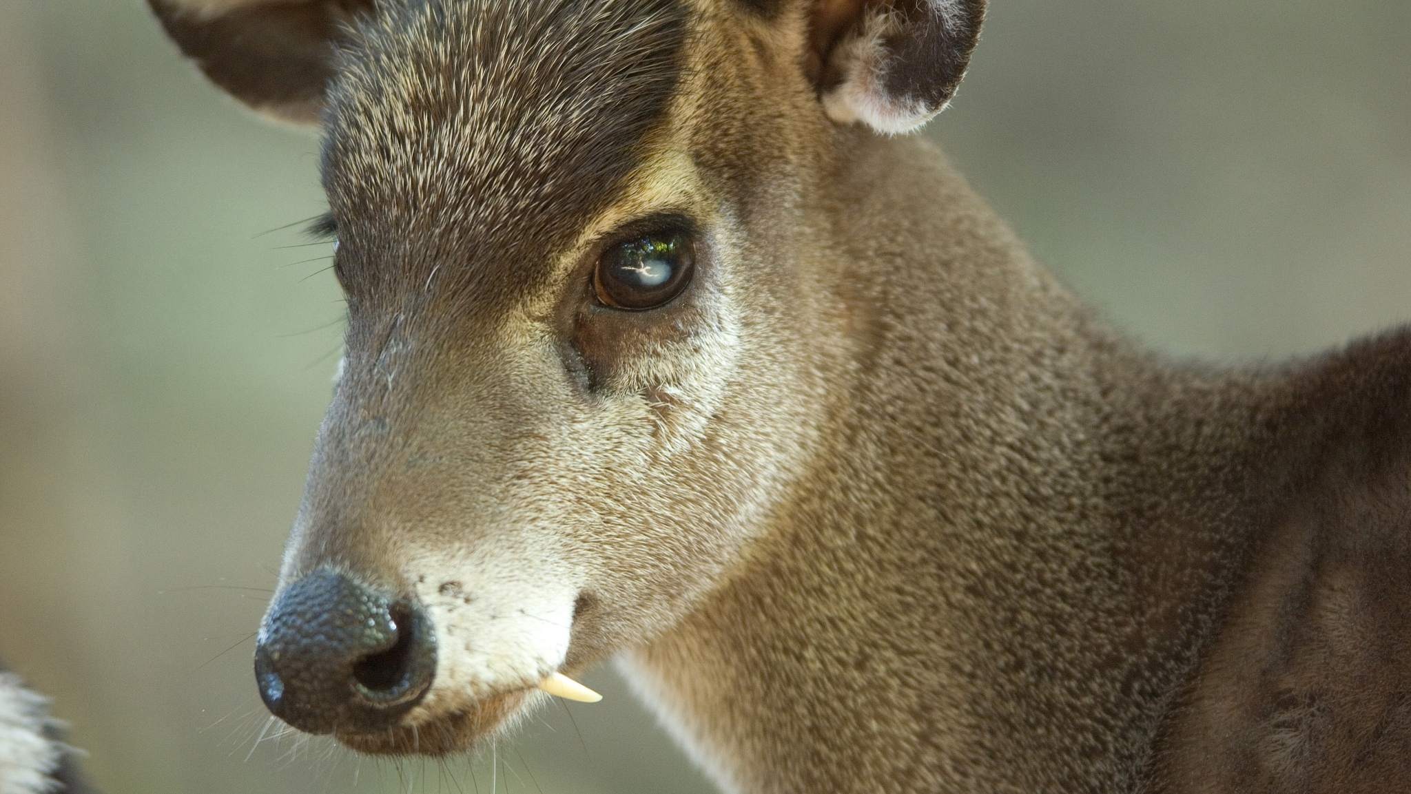 A Western tufted deer (Elaphodus cephalophus) | image tagged in photography,vampire deer | made w/ Imgflip meme maker