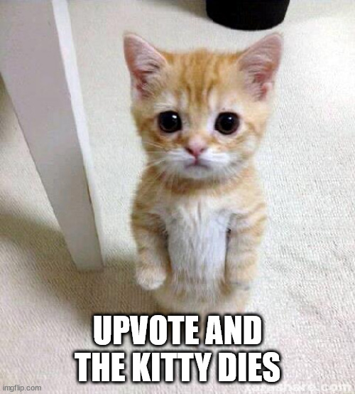 Cute Cat | UPVOTE AND THE KITTY DIES | image tagged in memes,cute cat | made w/ Imgflip meme maker