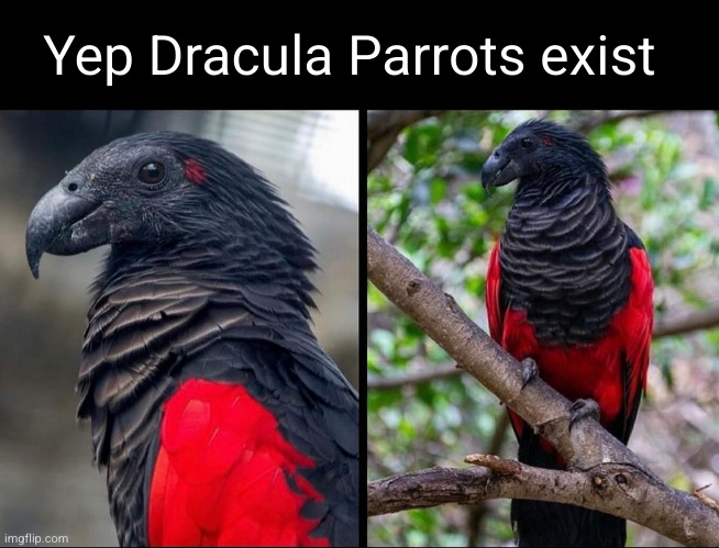 not a made up Halloween adopt me pet | Yep Dracula Parrots exist | image tagged in dracula,parrot,roblox,adopt me,gaming,birds | made w/ Imgflip meme maker