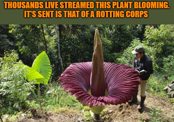 THOUSANDS LIVE STREAMED THIS PLANT BLOOMING.
IT'S SENT IS THAT OF A ROTTING CORPS | made w/ Imgflip meme maker