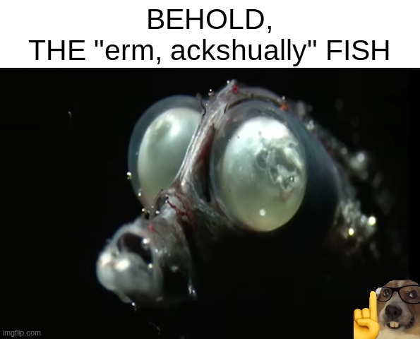 erm, that's not a fish thatsh a deep water animal | BEHOLD,
THE "erm, ackshually" FISH | image tagged in fish | made w/ Imgflip meme maker