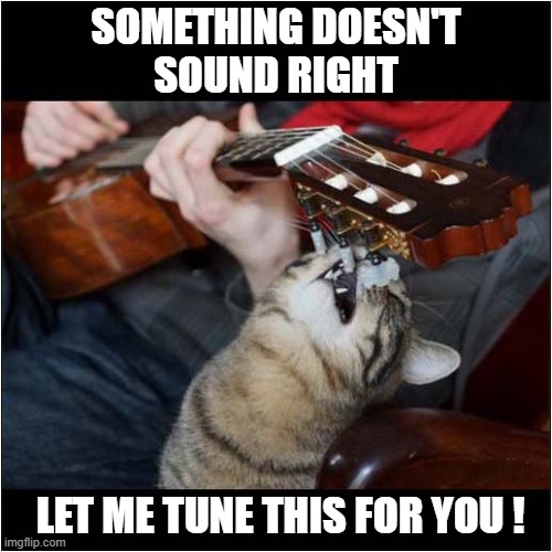 A Music Loving Cat ! | SOMETHING DOESN'T
SOUND RIGHT; LET ME TUNE THIS FOR YOU ! | image tagged in cats,guitar,tuning | made w/ Imgflip meme maker