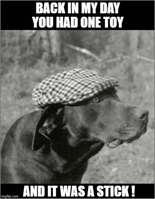 Nostalgia | BACK IN MY DAY
YOU HAD ONE TOY; AND IT WAS A STICK ! | image tagged in dogs,nostalgia,sticks | made w/ Imgflip meme maker