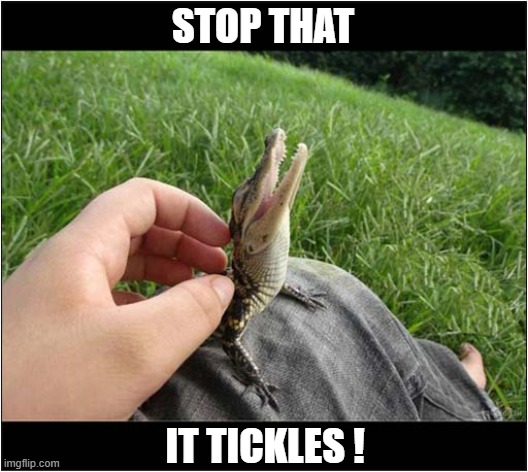 The Crocodile Charmer ! | STOP THAT; IT TICKLES ! | image tagged in crocodile,charmed | made w/ Imgflip meme maker