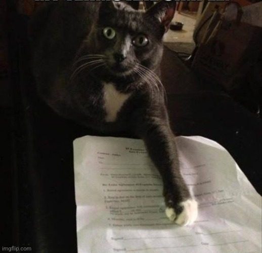 sign here cat | image tagged in sign here cat | made w/ Imgflip meme maker