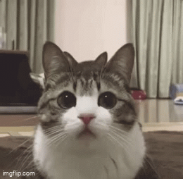 9hpqxy.gif