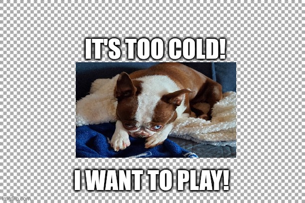 Free | IT'S TOO COLD! I WANT TO PLAY! | image tagged in free | made w/ Imgflip meme maker