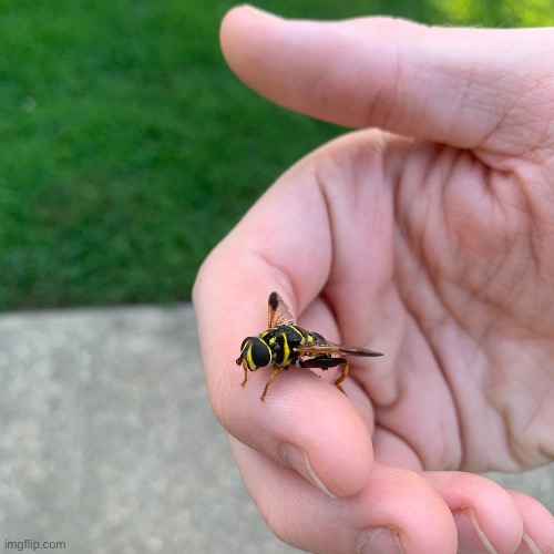 Doofus | made w/ Imgflip meme maker