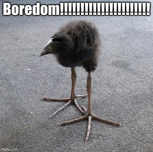 Pukeko chick | Boredom!!!!!!!!!!!!!!!!!!!!!! | image tagged in pukeko chick | made w/ Imgflip meme maker