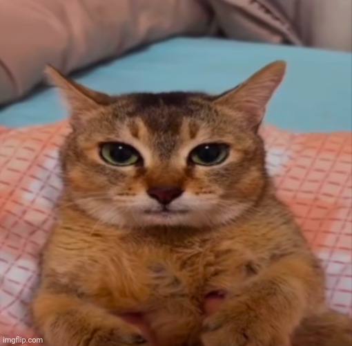 image tagged in vro cat | made w/ Imgflip meme maker