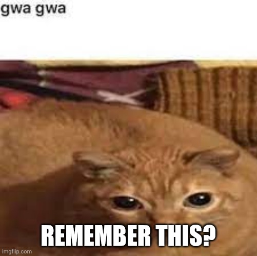 Remember this? | REMEMBER THIS? | image tagged in gwa gwa | made w/ Imgflip meme maker