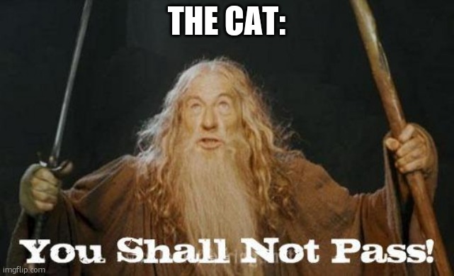 gandalf you shall not pass | THE CAT: | image tagged in gandalf you shall not pass | made w/ Imgflip meme maker