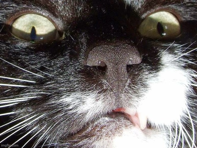 Scary Cat Extreme Closeup | image tagged in scary cat extreme closeup | made w/ Imgflip meme maker