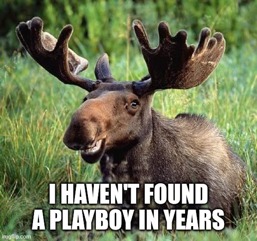 Smiling moose | I HAVEN'T FOUND A PLAYBOY IN YEARS | image tagged in smiling moose | made w/ Imgflip meme maker