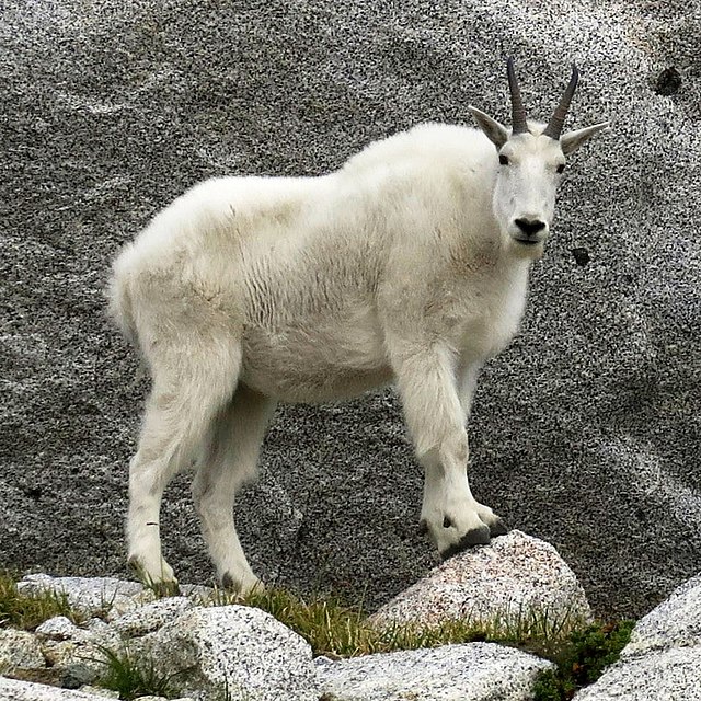Goat Blank Meme Template