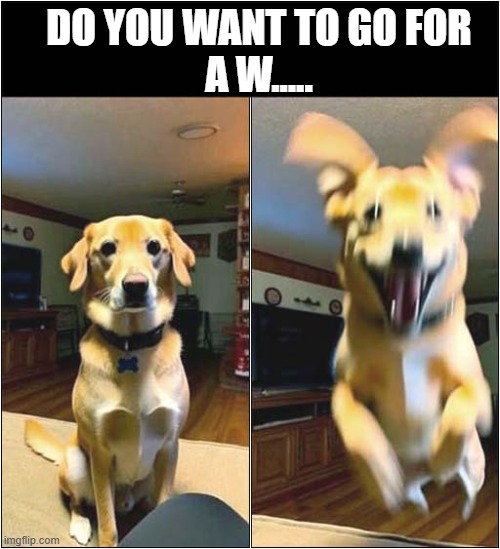 Instant Excitement ! | DO YOU WANT TO GO FOR
 A W..... | image tagged in dogs,walkies,reaction | made w/ Imgflip meme maker