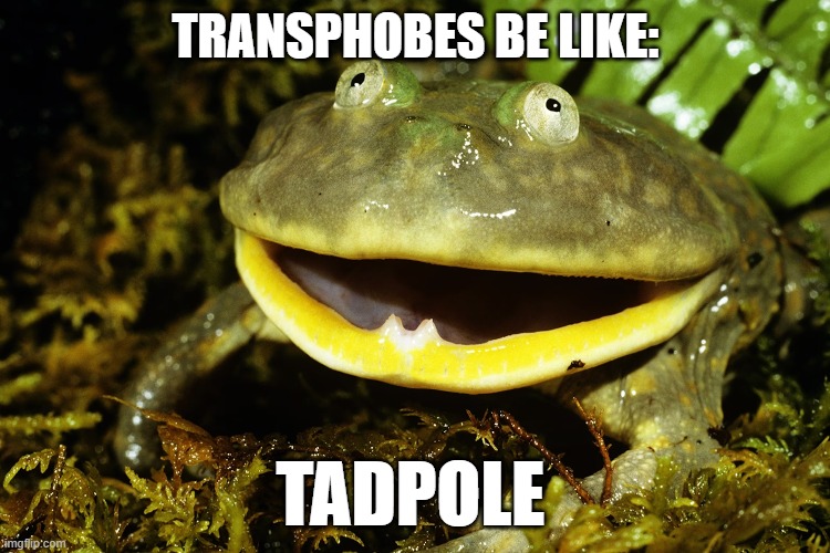 real | TRANSPHOBES BE LIKE:; TADPOLE | image tagged in frog,transgender,trans | made w/ Imgflip meme maker