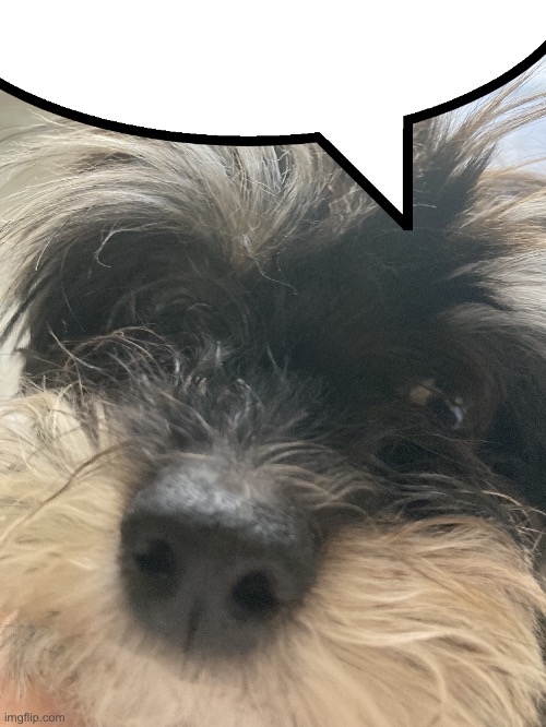 My dumbass dog | image tagged in my dumbass dog | made w/ Imgflip meme maker