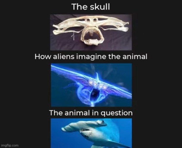 Funny | image tagged in shark,subnautica,fish | made w/ Imgflip meme maker