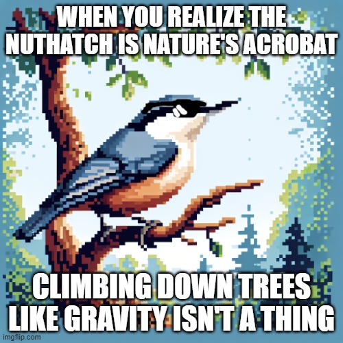 My first AI meme | WHEN YOU REALIZE THE NUTHATCH IS NATURE'S ACROBAT; CLIMBING DOWN TREES LIKE GRAVITY ISN'T A THING | image tagged in nuthatch,ai | made w/ Imgflip meme maker