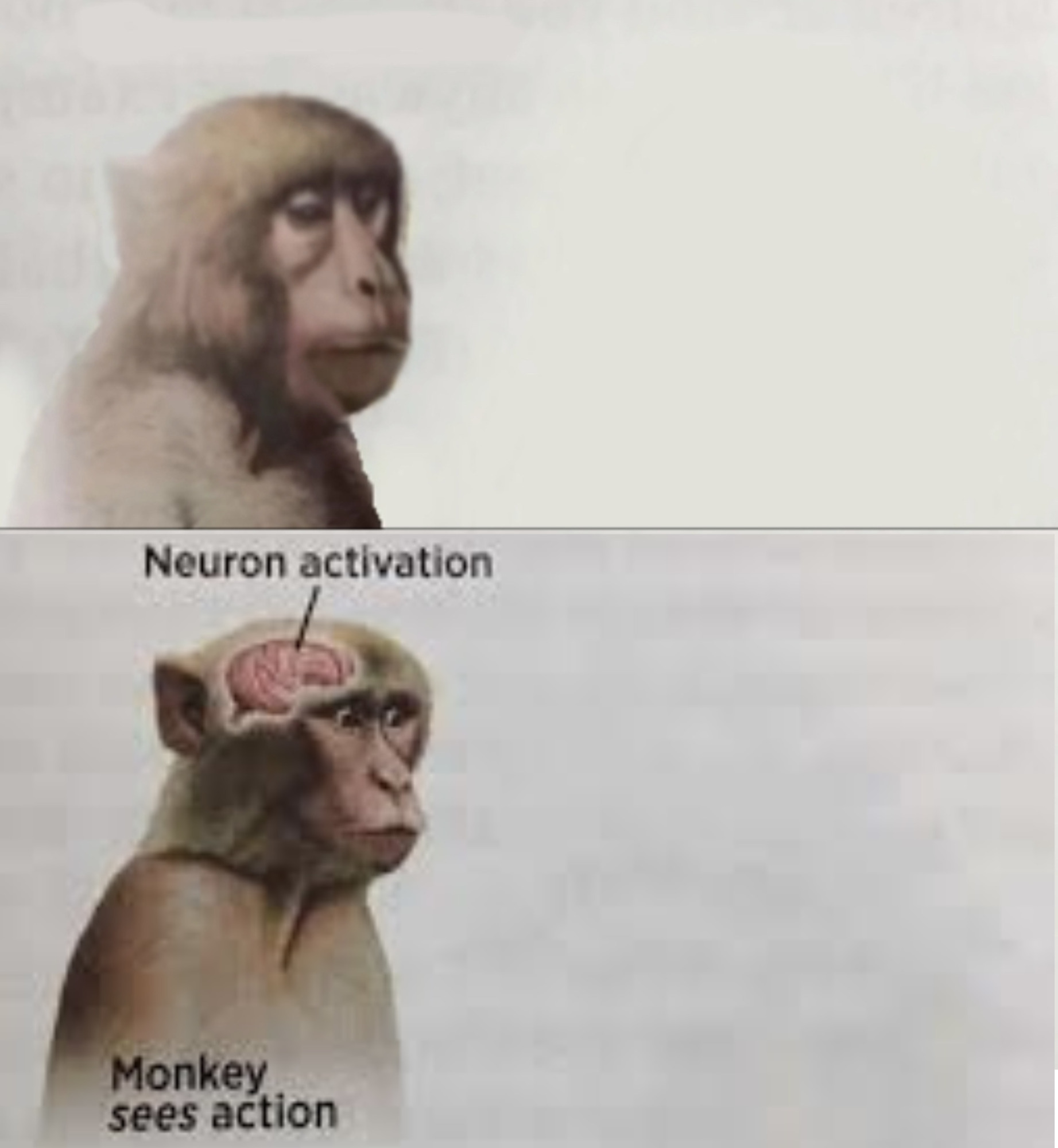 Neuron activation double panel Blank Meme Template