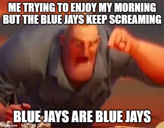 blue jays are blue jays | ME TRYING TO ENJOY MY MORNING BUT THE BLUE JAYS KEEP SCREAMING; BLUE JAYS ARE BLUE JAYS | image tagged in mr incredible mad,blue jays,bird,scream,shut up,stfu | made w/ Imgflip meme maker