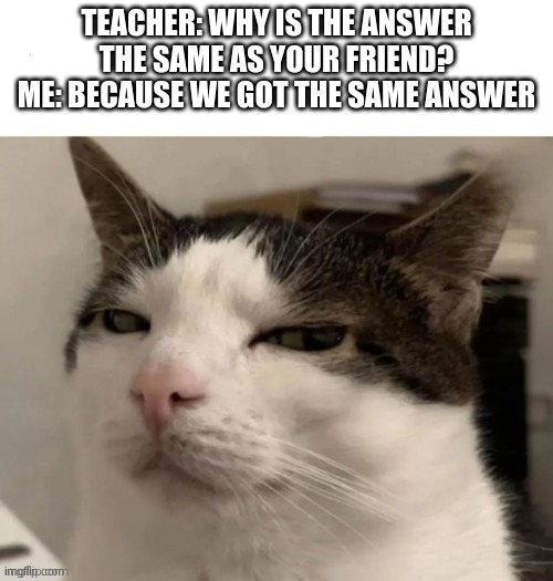 Sus cat | TEACHER: WHY IS THE ANSWER THE SAME AS YOUR FRIEND?
ME: BECAUSE WE GOT THE SAME ANSWER | image tagged in sus cat | made w/ Imgflip meme maker