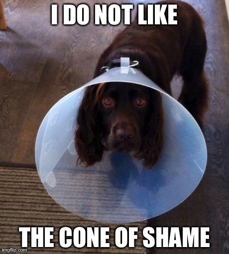I DO NOT LIKE THE CONE OF SHAME | image tagged in cone of shame | made w/ Imgflip meme maker