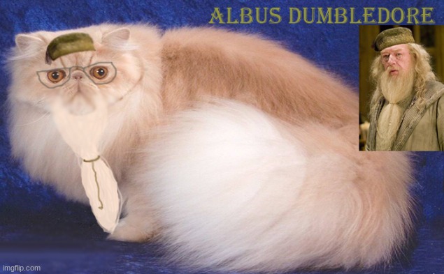 As a great man once said "It is our choices, Harry, that show what we truly are, far more than our abilities." - Albus Dumbledor | image tagged in harry potter,funny,cat,cats,cute,dumbledore | made w/ Imgflip meme maker