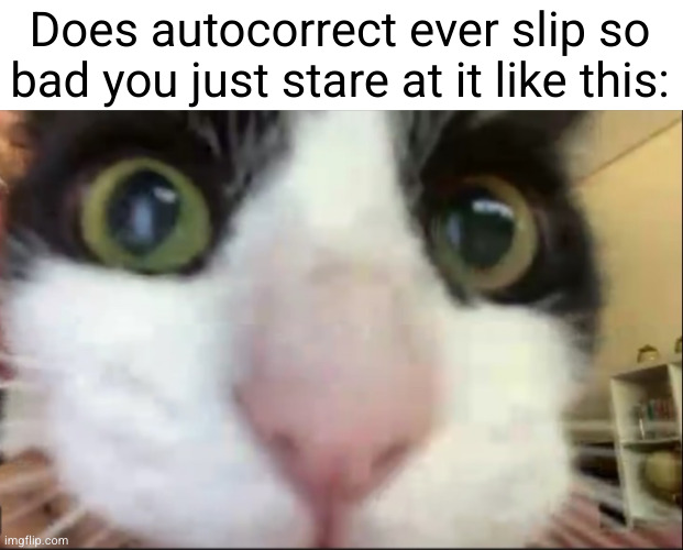 autocorrect usually saves the day but... | Does autocorrect ever slip so bad you just stare at it like this: | image tagged in cat staring at camera,cats,so true,autocorrect,texting,funny | made w/ Imgflip meme maker