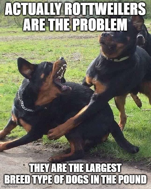 ACTUALLY ROTTWEILERS ARE THE PROBLEM THEY ARE THE LARGEST BREED TYPE OF DOGS IN THE POUND | image tagged in rottweiler scares rottweiler | made w/ Imgflip meme maker