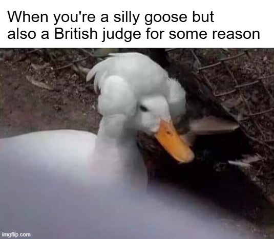 Why do they have to wear those wigs? Like bro I can't sentence you without the 1700's fade lmao | When you're a silly goose but also a British judge for some reason | made w/ Imgflip meme maker