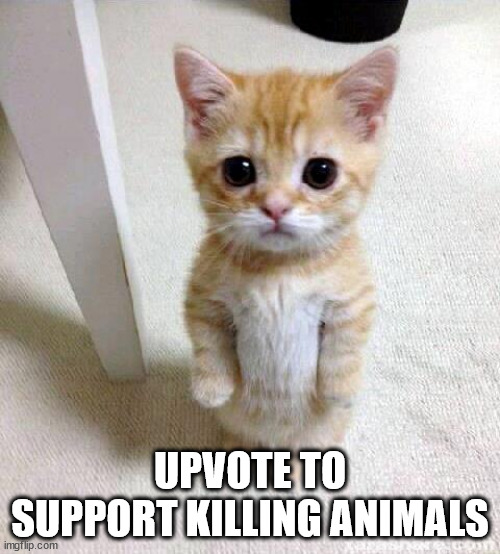 Cute Cat | UPVOTE TO SUPPORT KILLING ANIMALS | image tagged in memes,cute cat | made w/ Imgflip meme maker