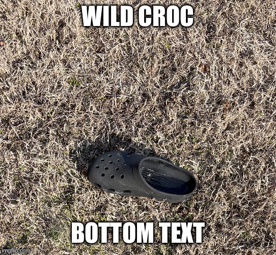 Crikey, thats a 12 footer right there | WILD CROC; BOTTOM TEXT | image tagged in crocodile,memes | made w/ Imgflip meme maker