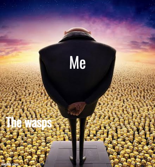guys i have bad news | The wasps Me | image tagged in guys i have bad news | made w/ Imgflip meme maker