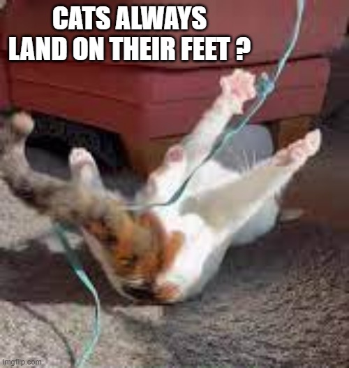 Memes by Brad - Cats always land on their feet?   - humor - | CATS ALWAYS LAND ON THEIR FEET ? | image tagged in funny,cats,kittens,funny cat memes,humor | made w/ Imgflip meme maker