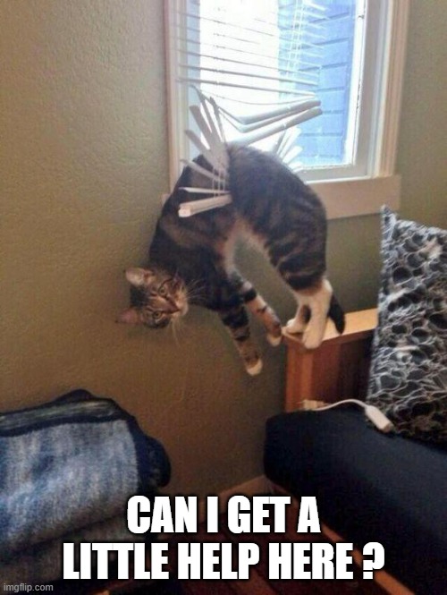 memes by Brad - I think this cat needs a little assistance  - humor - | CAN I GET A LITTLE HELP HERE ? | image tagged in funny,cats,kittens,stuck,your friend needs help moving,humor | made w/ Imgflip meme maker