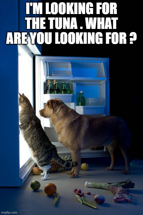 memes by Brad - Cat and dog are in the refridgerator looking for food - humor - | I'M LOOKING FOR THE TUNA . WHAT ARE YOU LOOKING FOR ? | image tagged in cats,funny,kitten,dogs,food | made w/ Imgflip meme maker