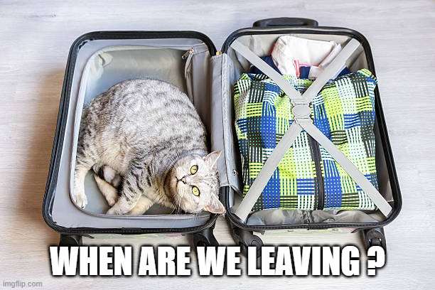 memes by Brad - Cat wants to know when we're leaving | WHEN ARE WE LEAVING ? | image tagged in funny,cats,kitten,humor,travel | made w/ Imgflip meme maker